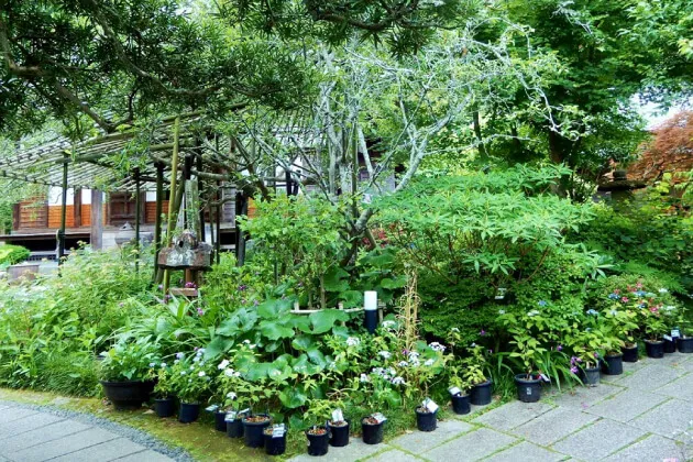 光則寺　ヤマアジサイの鉢が並ぶ庭